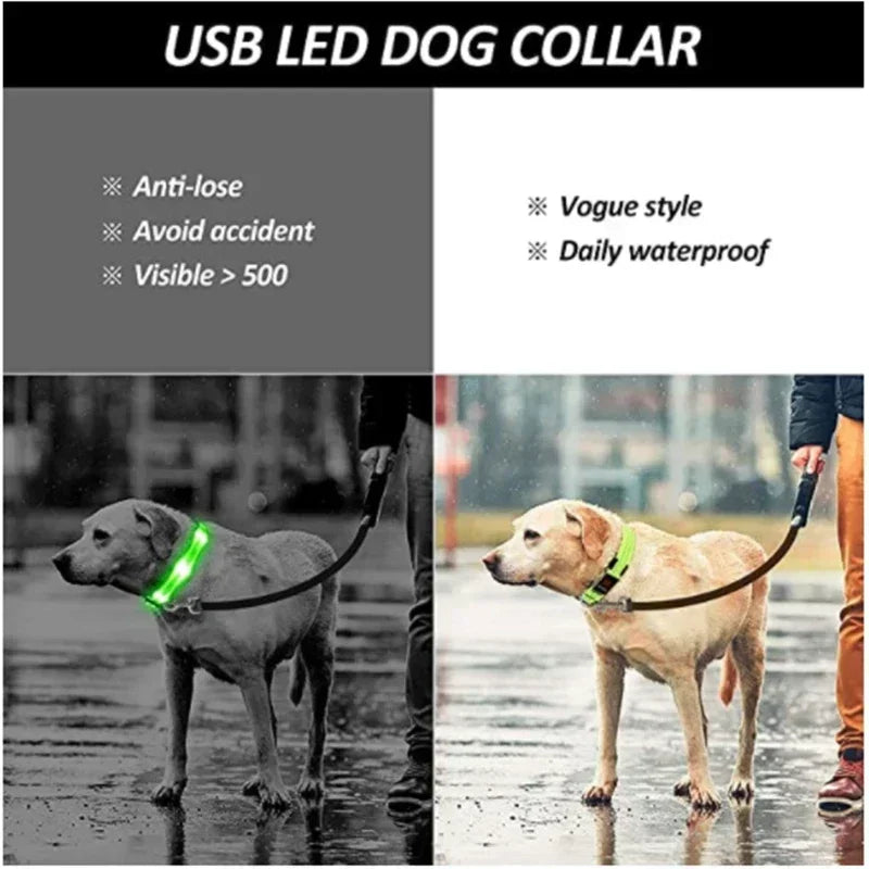 LED Glowing Dog Collar – USB Rechargeable Light Up Collar - Night Safety & Anti-Lost