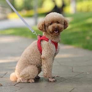 Adjustable Puppy Harness & Leash Set – Small Dogs,, French Bulldog, Chihuahua Vest