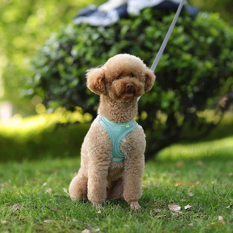 Adjustable Puppy Harness & Leash Set – Small Dogs,, French Bulldog, Chihuahua Vest