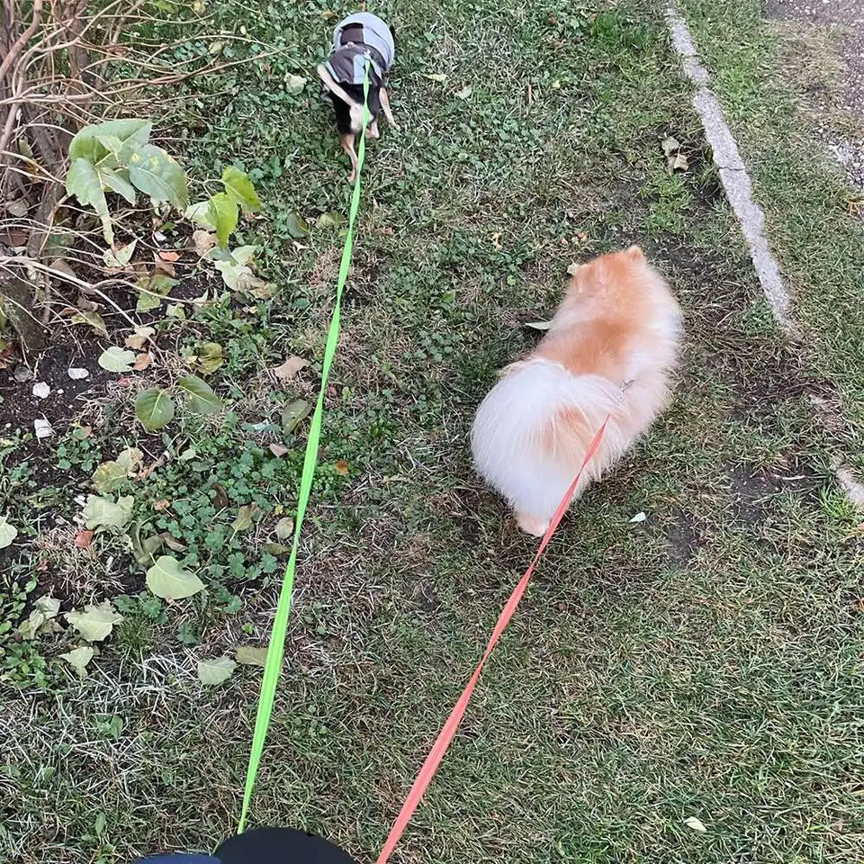 Dual Dog Leash with Tangle-Free Swivel & LED Light