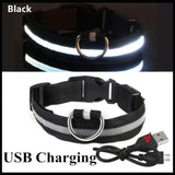 LED Glowing Dog Collar – USB Rechargeable Light Up Collar - Night Safety & Anti-Lost
